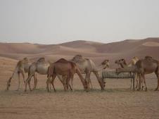 Seven camels eating in the desert